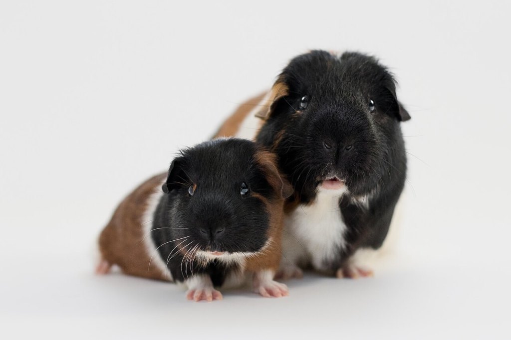 Enfermedades de Cobayas