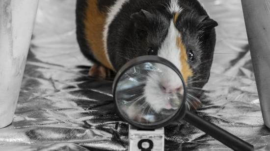 Curiosidades sobre cobayas.