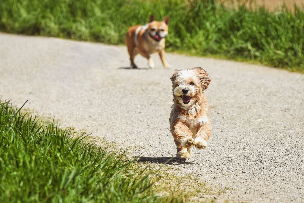 Perros corriendo