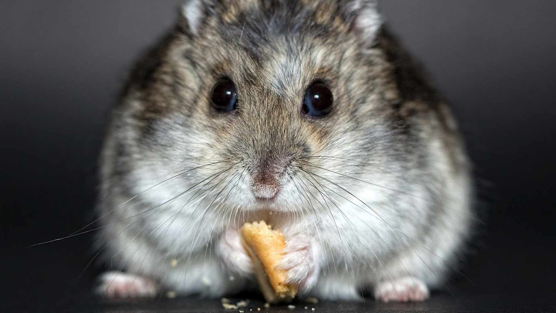 cuidado hámster ruso