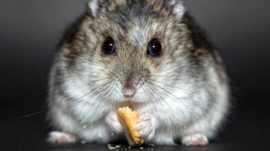 cuidado hámster ruso