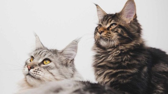 Cómo reprendo a mi gato cuando se porta mal