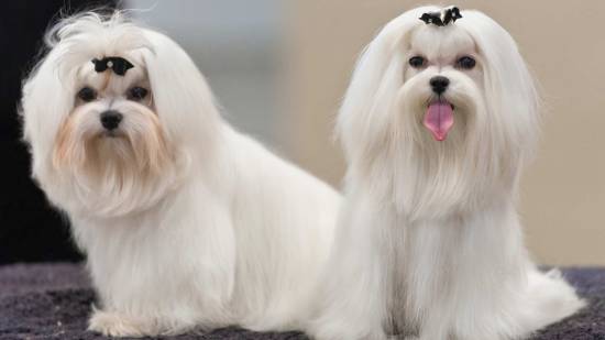bichon-maltes
