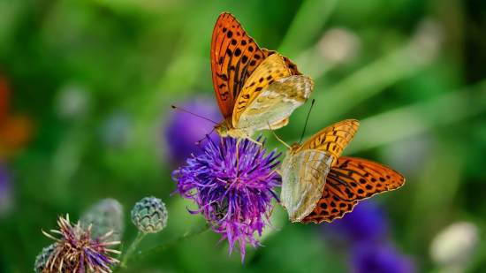 curiosidades de las mariposas