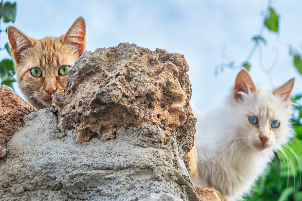 esperanza de vida de los gatos