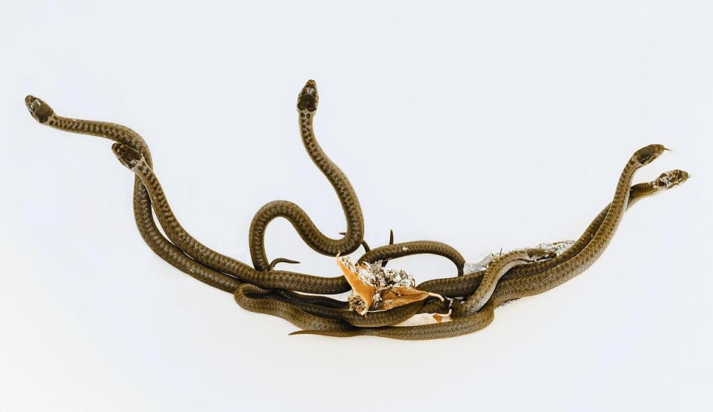 Serpientes venenosas