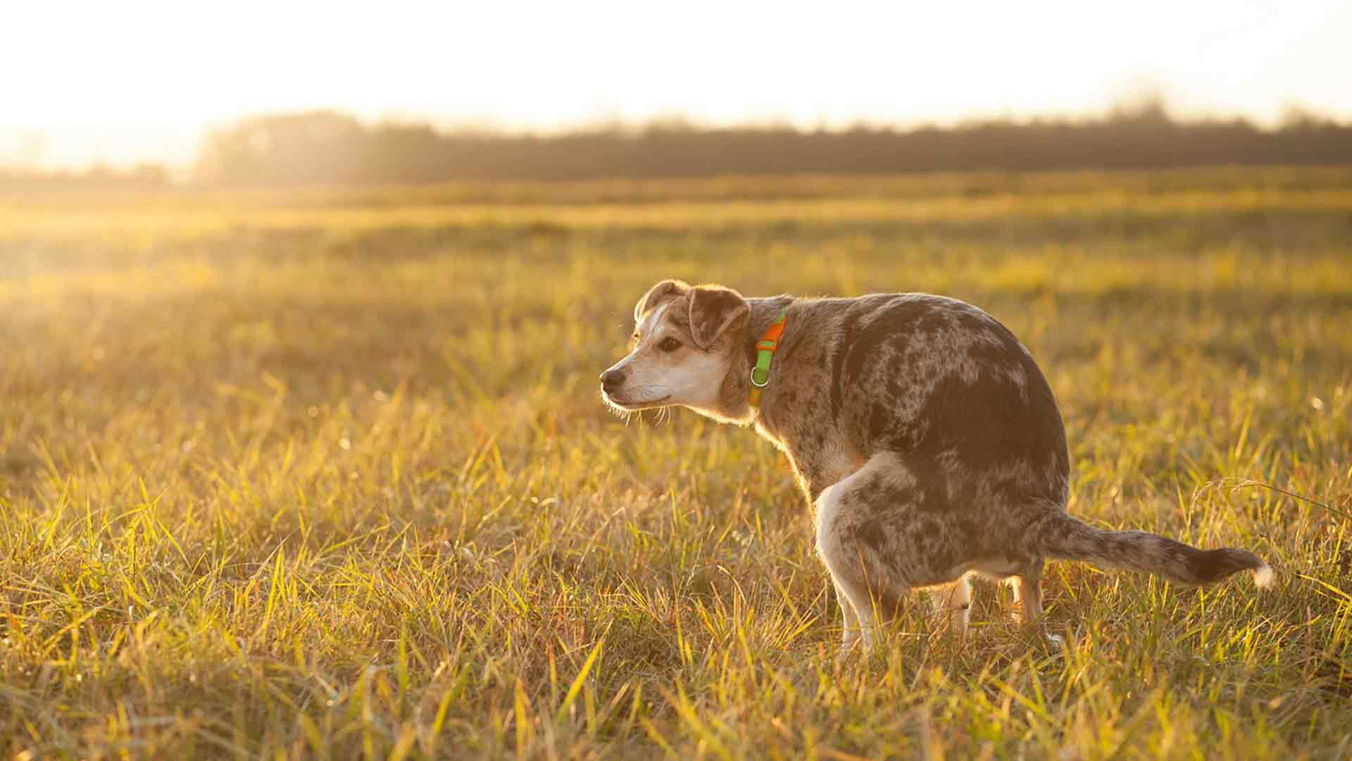 Excrementos en el campo