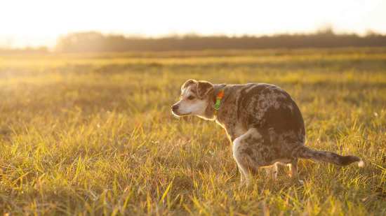 Excrementos en el campo