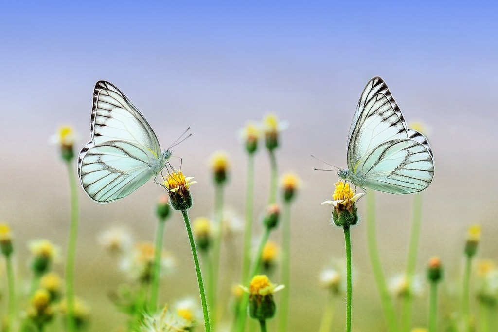 Mariposas. Imagen de Ronny Overhate en Pixabay
Mariposas bonitas