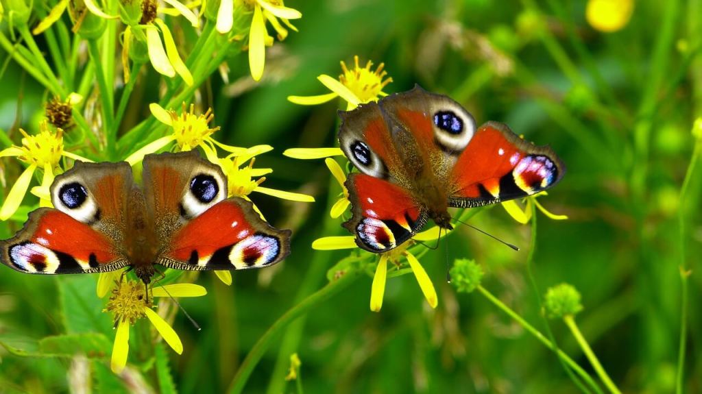 Mariposa. Imagen de Jindřich Škrla en Pixabay
Mariposas bonitas