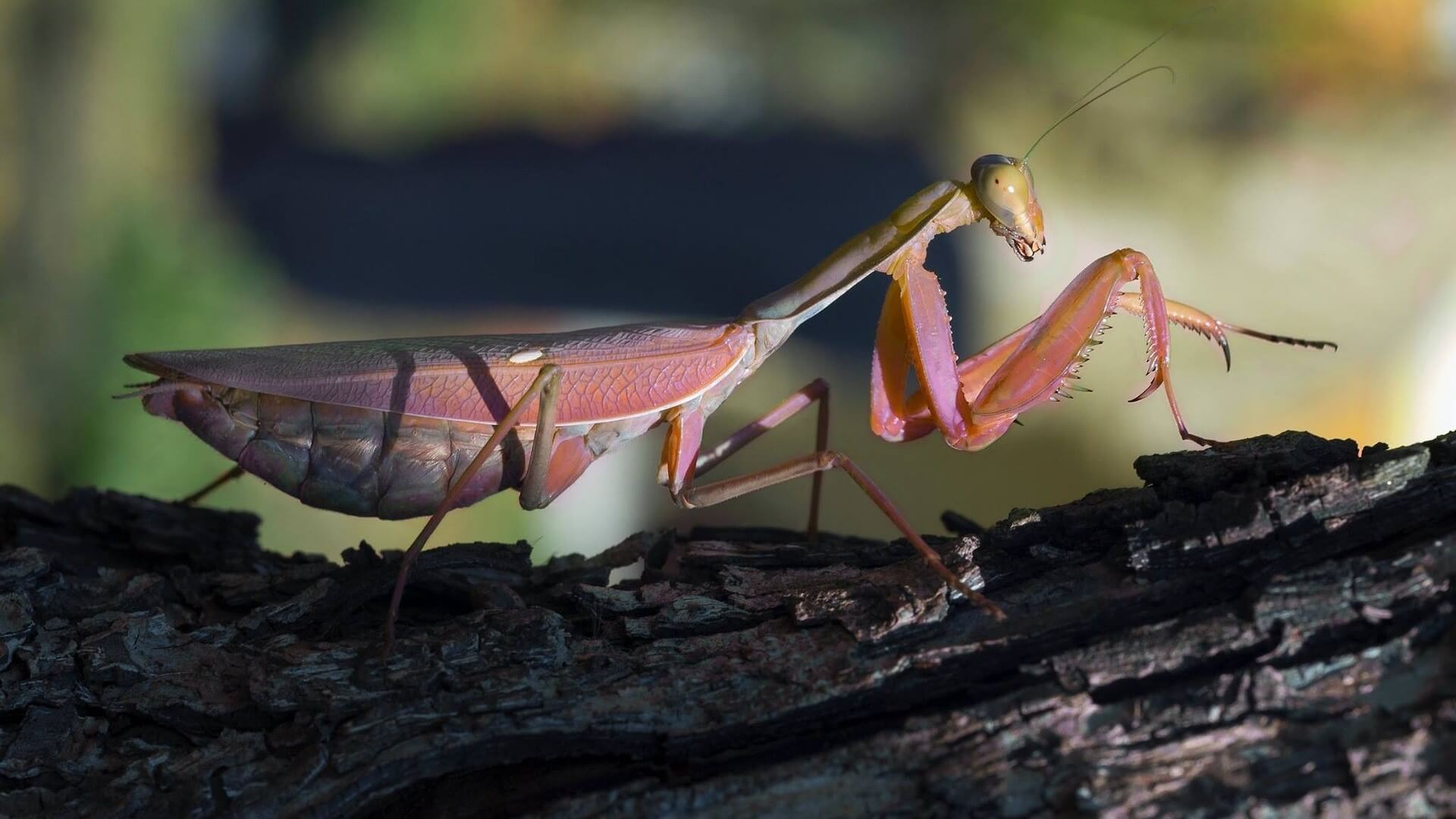 Curiosidades sobre la mantis religiosa
