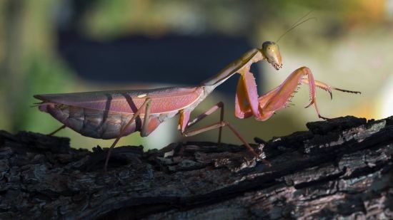Curiosidades sobre la mantis religiosa