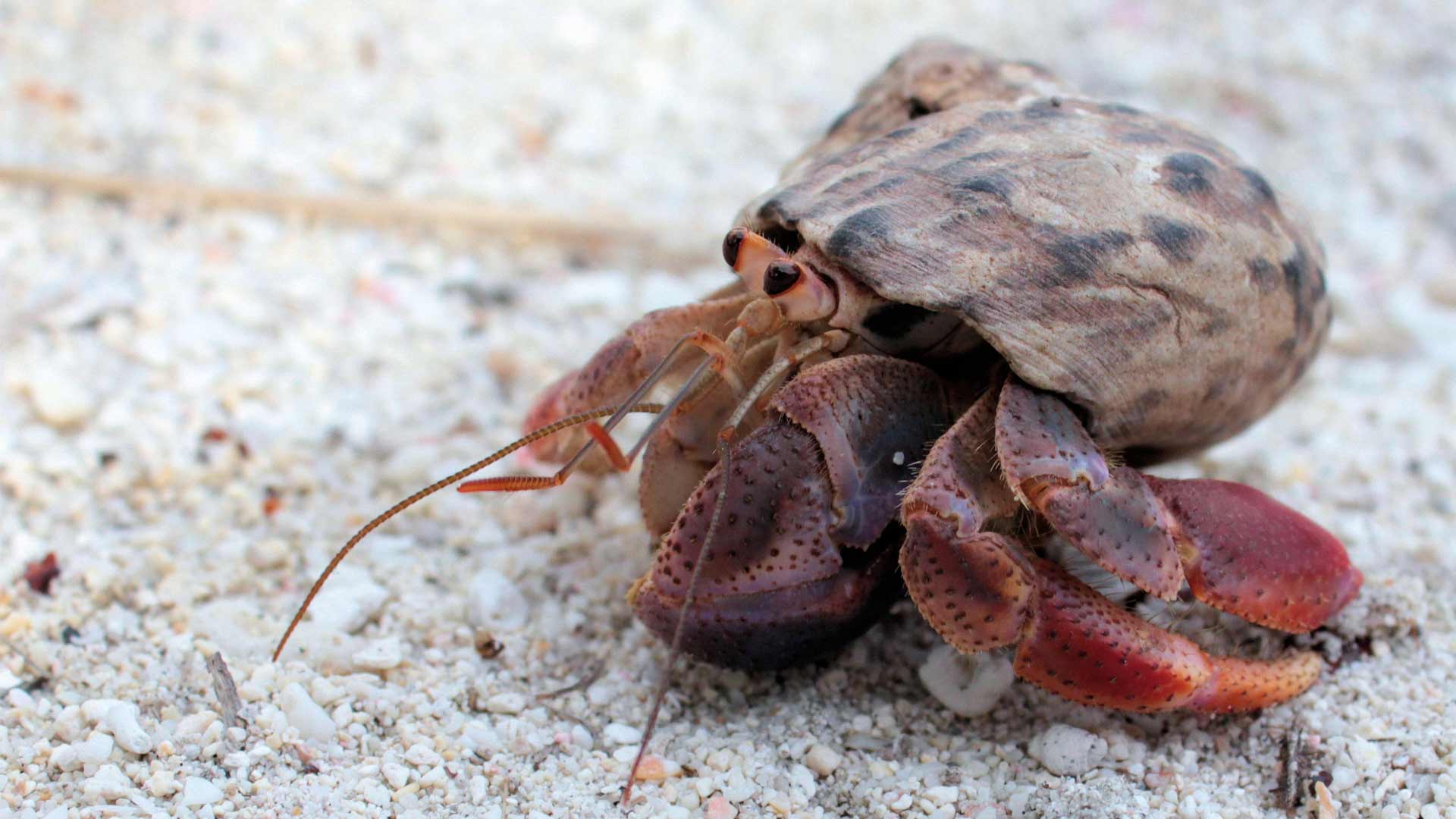 cangrejos ermitaños cuidados