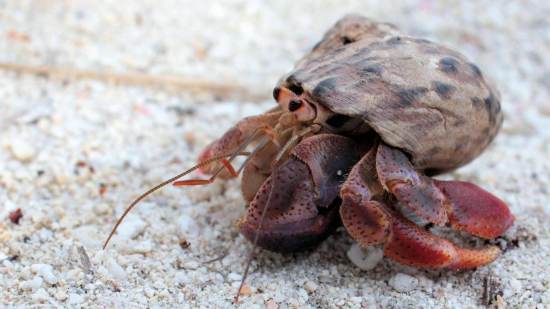 cangrejos ermitaños cuidados