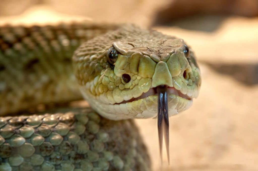 Mordedura de serpiente venenosa. Imagen de Foto-RaBe en Pixabay