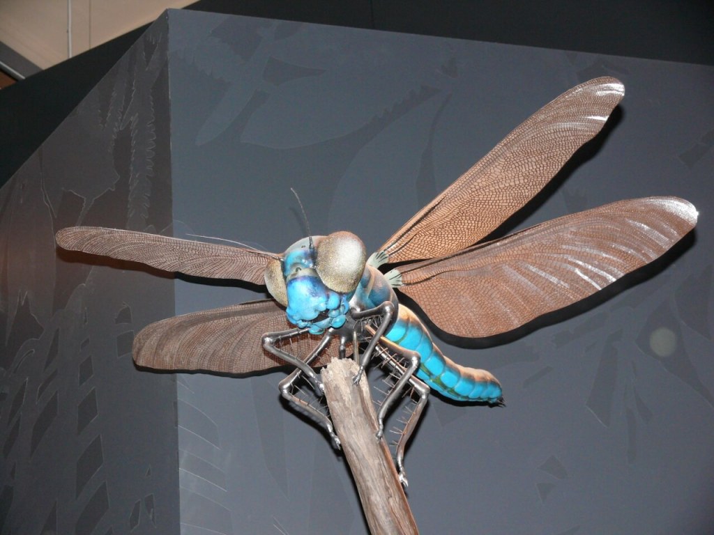 Modelo de Meganeura en el Museo de Historia Natural de Berlín. 