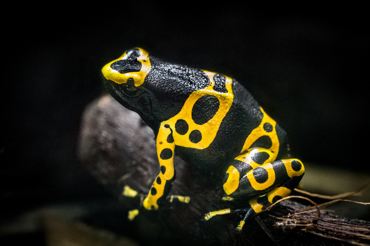 Rana de colores brillantes