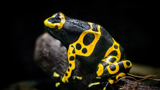 Rana de colores brillantes