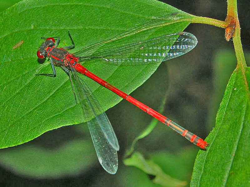 Caballito del diablo rojo ‘Pyrrhosoma nymphula’