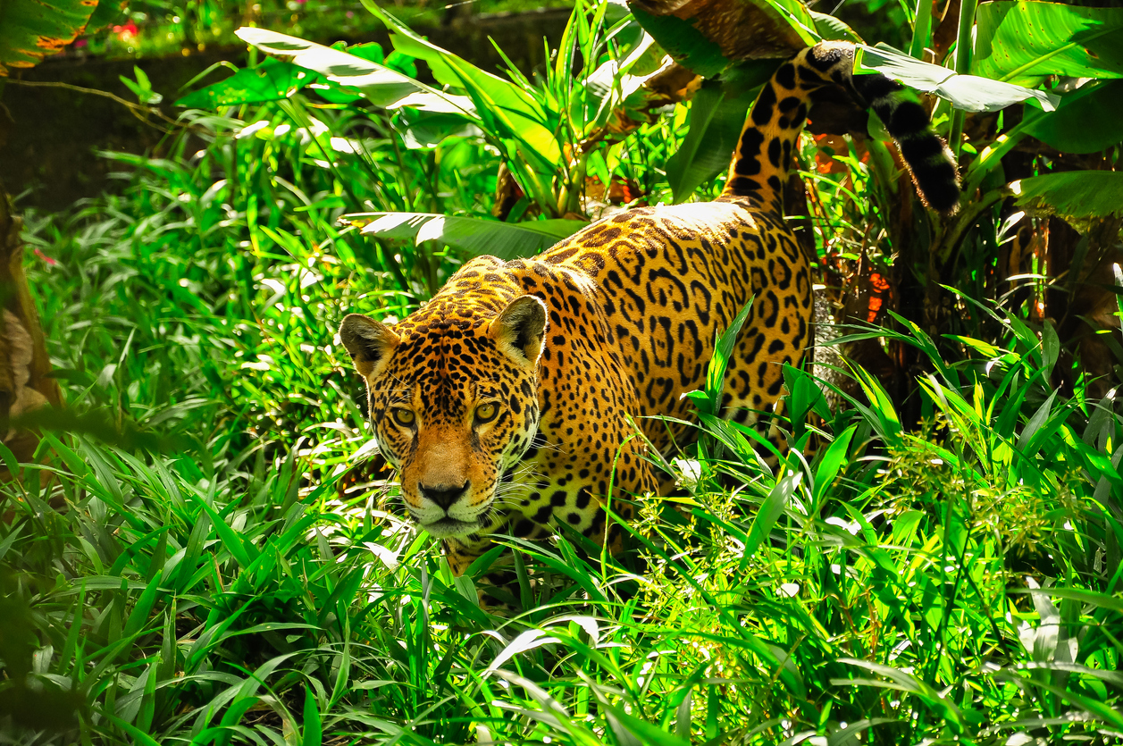 jaguar en la naturaleza