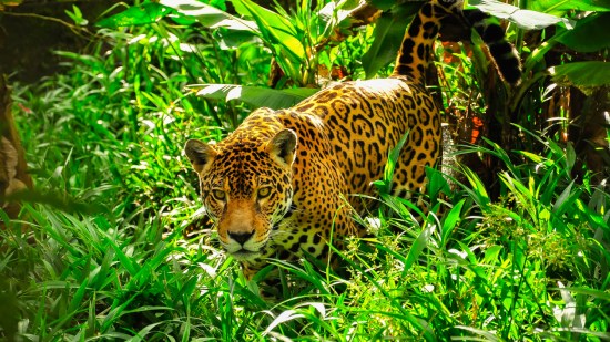 jaguar en la naturaleza