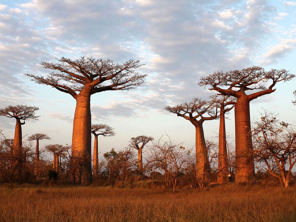 Avenida de los baobabs (Madagascar)