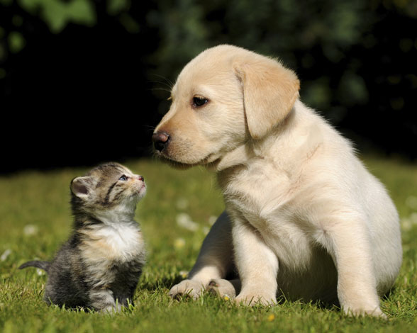 Los alimentos que no debe comer tu mascota