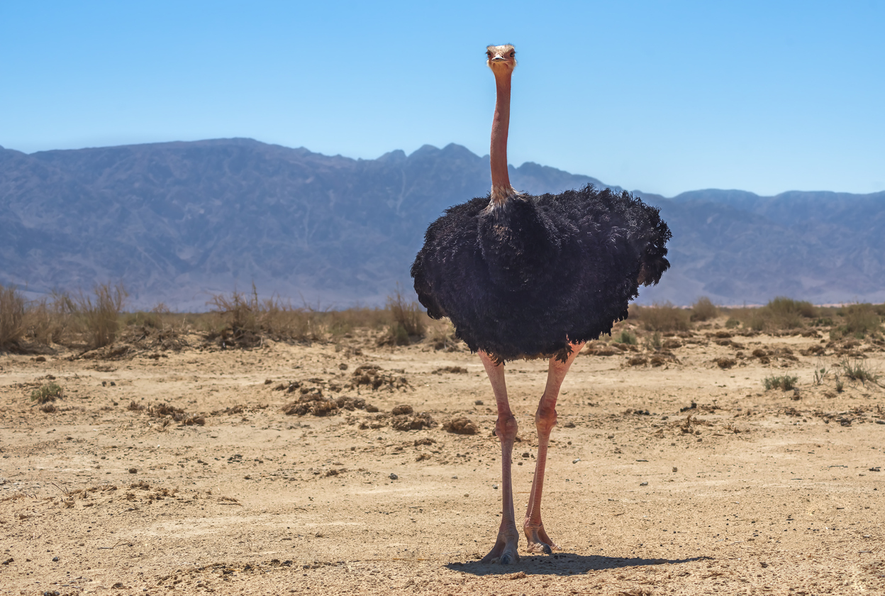 animales del desierto