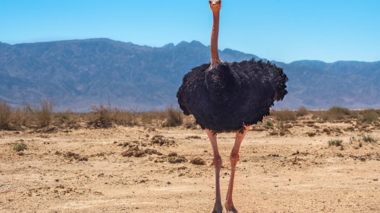 animales del desierto