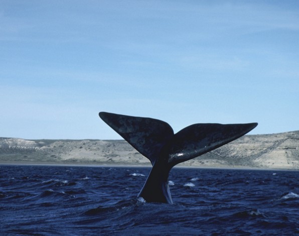 Cetáceos: orcas, ballenas y delfines