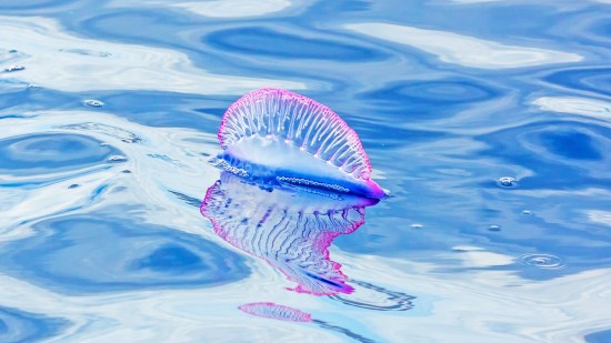 Medusas del Mediterráneo