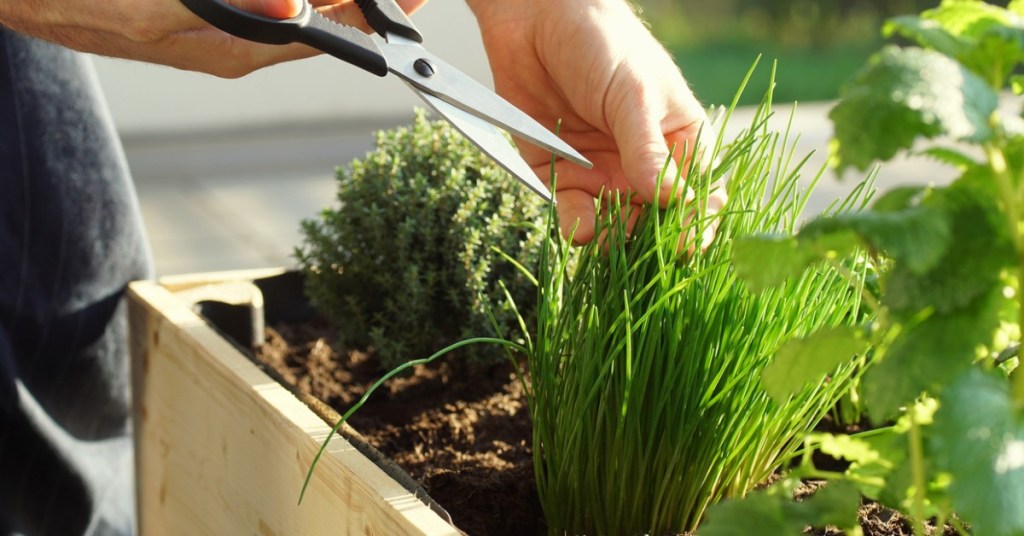 Monta tu huerto en casa con estos accesorios de Amazon