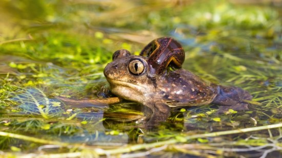 parasitos-aterradores