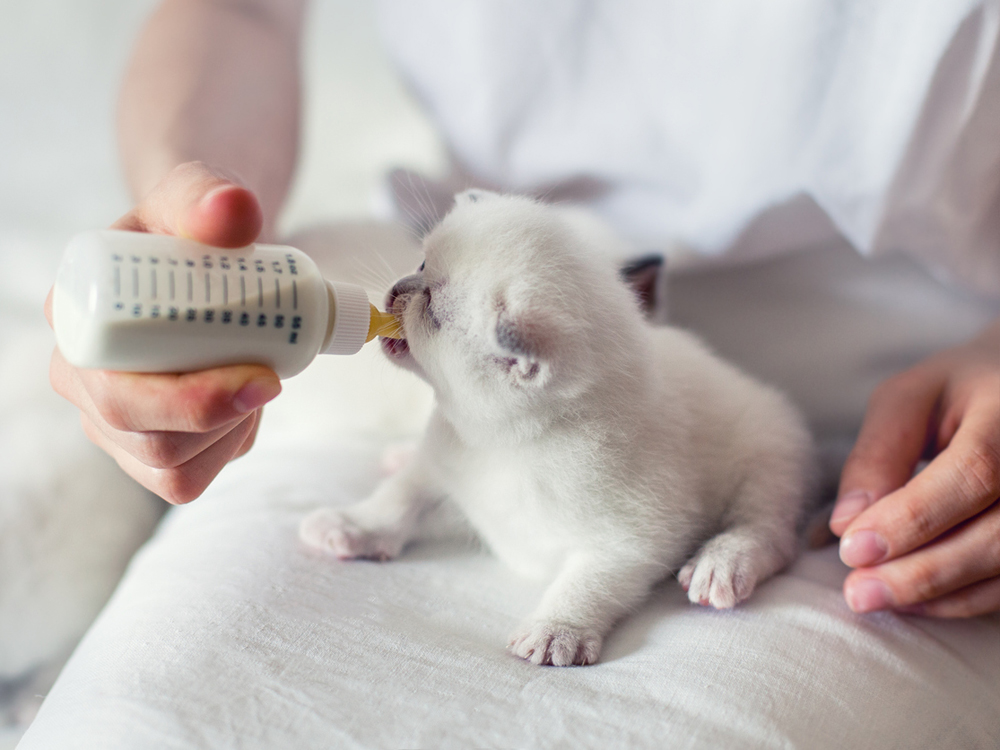 Gato pequeño que toma su leche de continuación, ¡bien hecho!