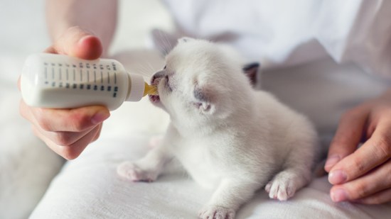 Gato pequeño que toma su leche de continuación, ¡bien hecho!