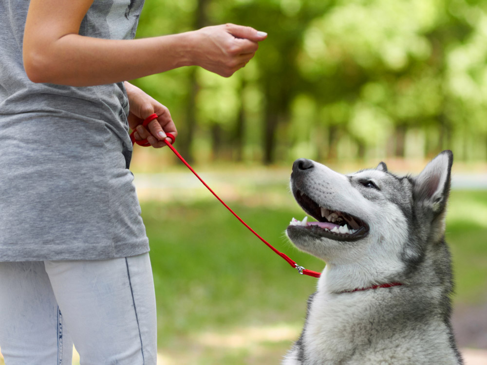 Este perro ha aprendido las órdenes básicas