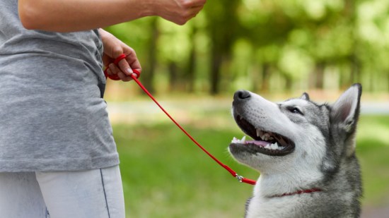 Este perro ha aprendido las órdenes básicas