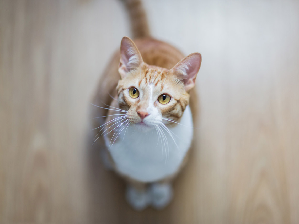 Gato naranja y blanco