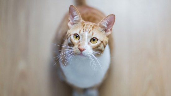 Gato naranja y blanco