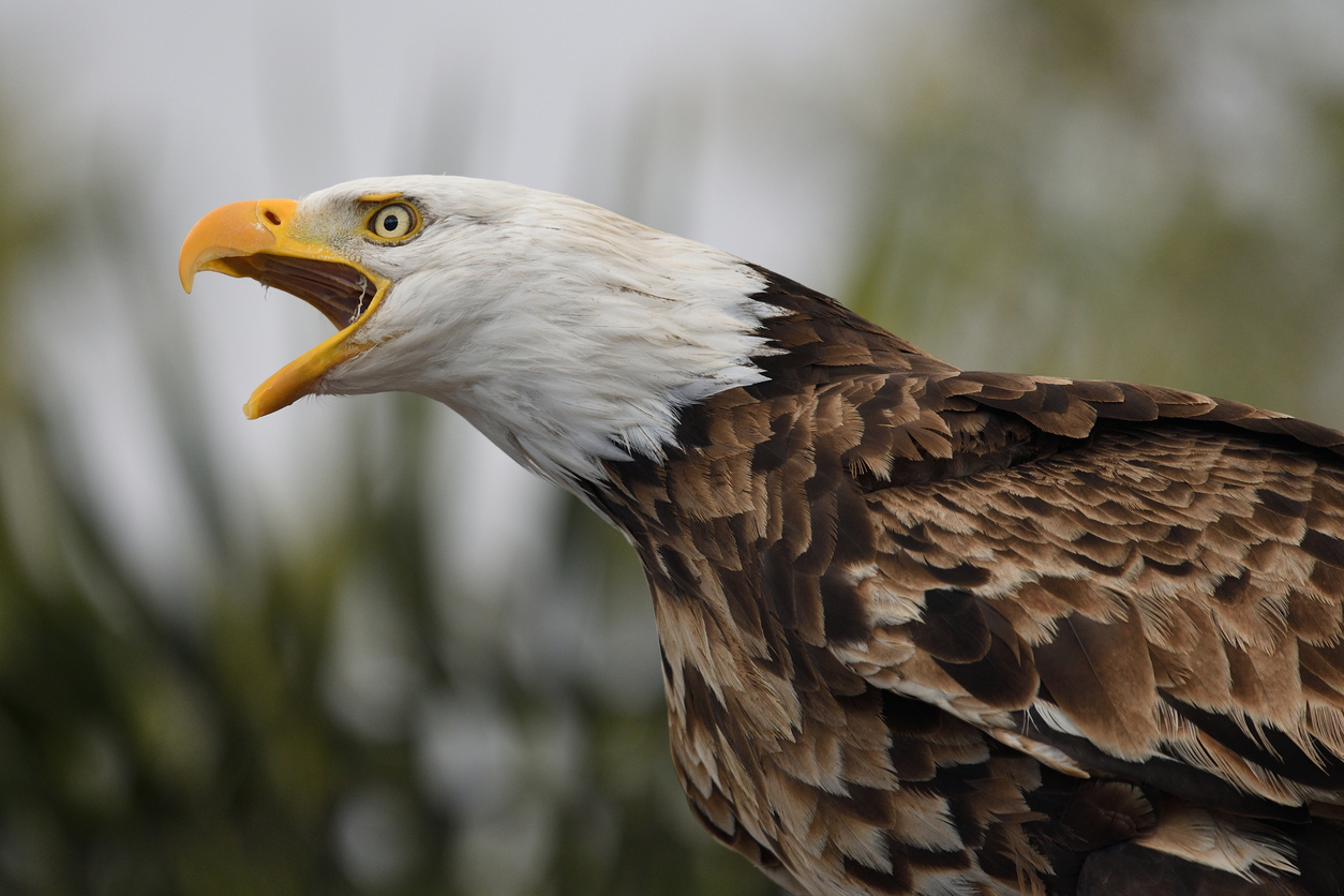 águila calva