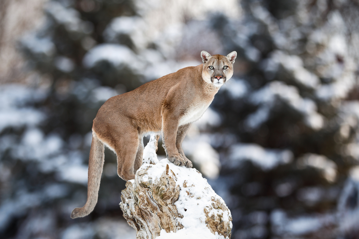 puma en la montaña