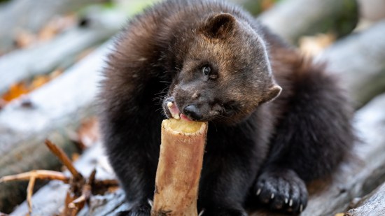 glotón en su hábitat