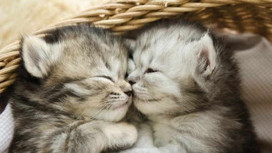 Gatitos dormidos en una cesta