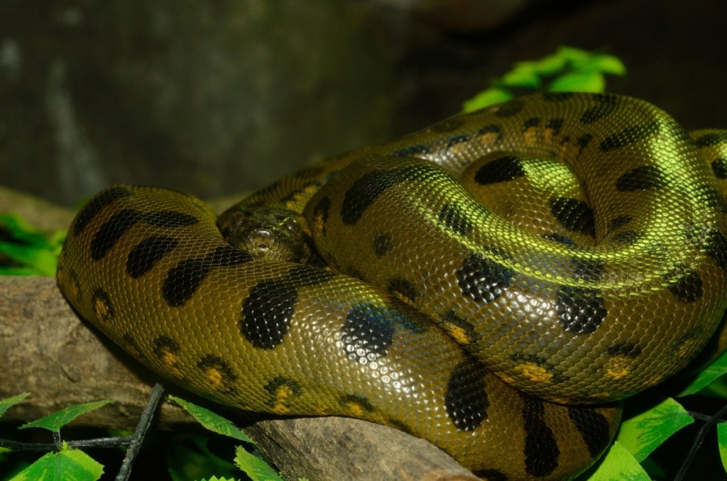 Anaconda verde