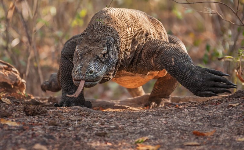 ¿De qué colores puede ser el dragón de Komodo?