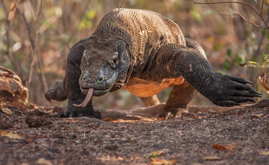 ¿De qué colores puede ser el dragón de Komodo?