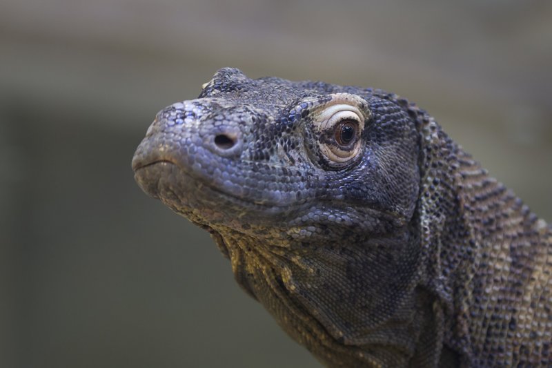 La mordedura del dragón de Komodo