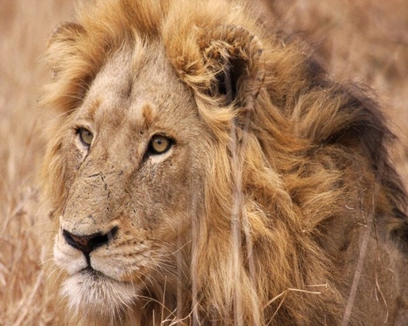 Naturaleza en estado puro