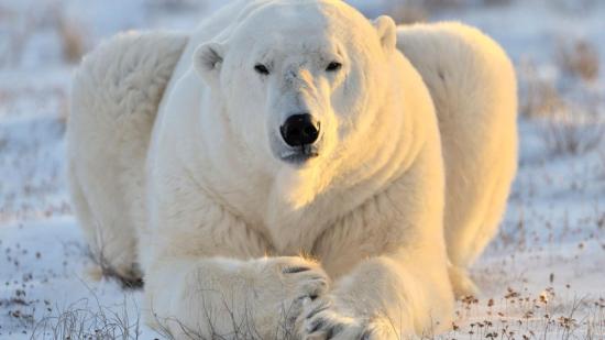 Osos Polares