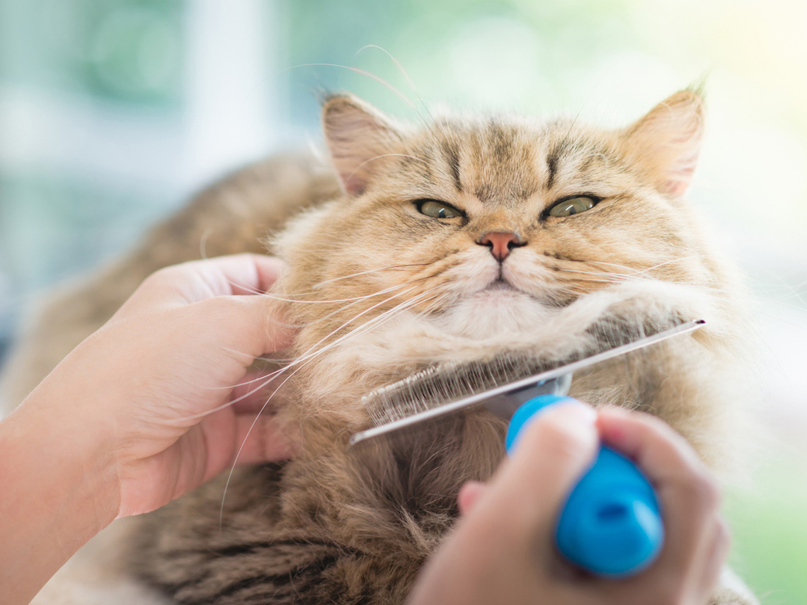 Hombre cepillando a un gato
